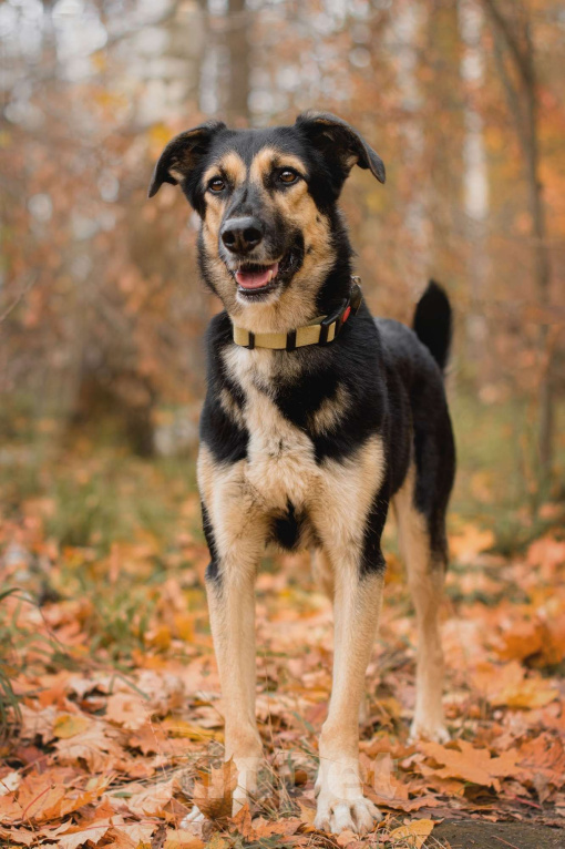 Собаки в Москве: Трогательная милашка Шаби в поиске любящих родителей! Девочка, Бесплатно - фото 3