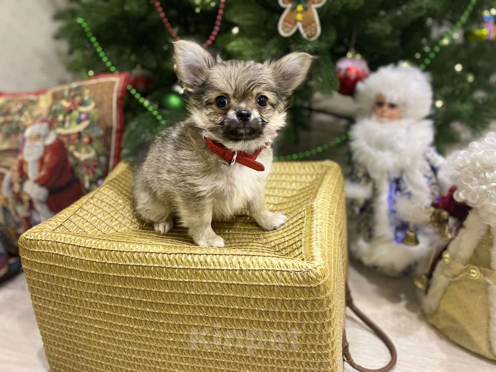 Собаки в Москве: Уэлси Фло Мальчик, Бесплатно - фото 4