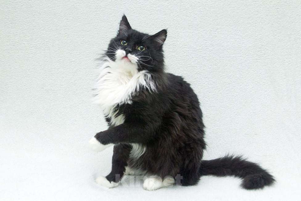 Кошки в Москве: И днем и ночью кот учёный… Мудрый кот в дар Мальчик, 1 руб. - фото 4