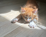 Кошки в Краснодаре: Рыжий котенок Мальчик, Бесплатно - фото 2