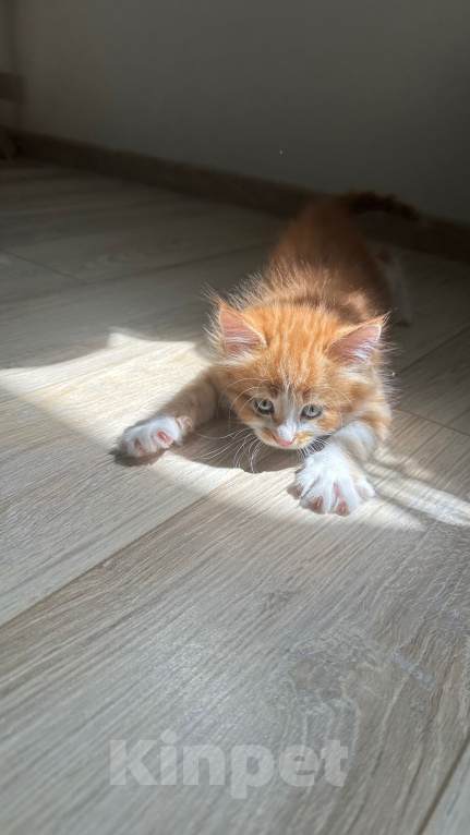 Кошки в Краснодаре: Рыжий котенок Мальчик, Бесплатно - фото 2