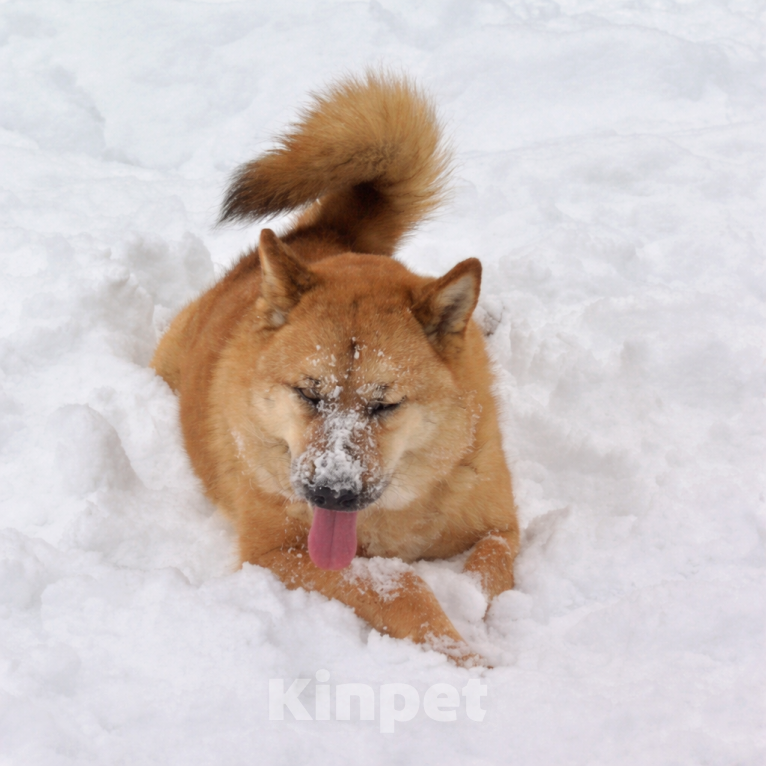 Собаки в Москве: Брутальный красавец Рич ищет хозяев! Мальчик, Бесплатно - фото 5