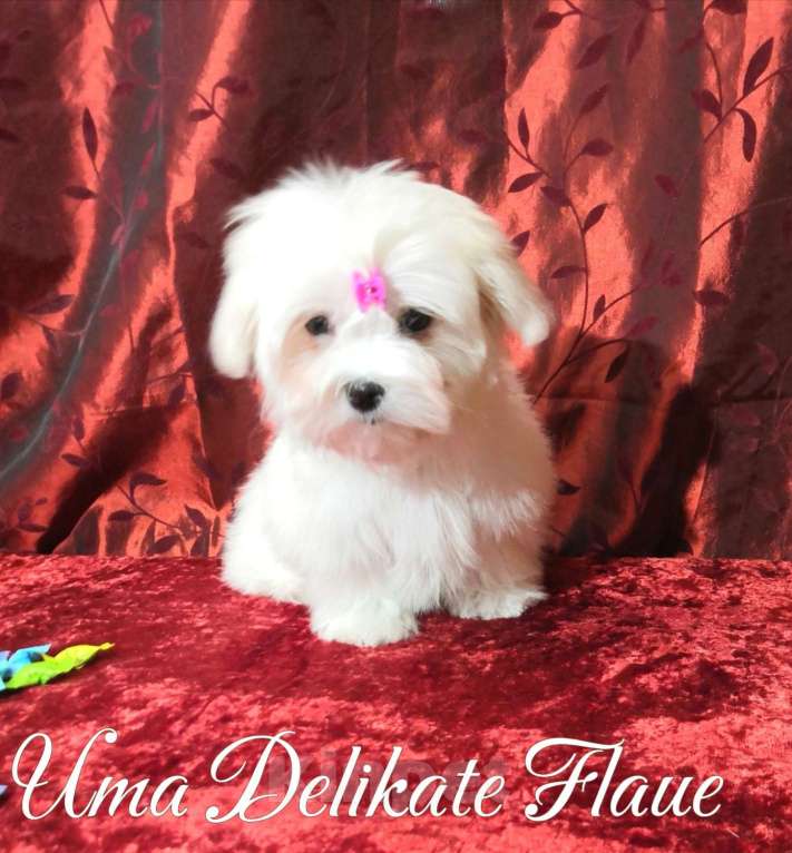 Собаки в Санкт-Петербурге: щенки мальтезе Мальчик, 60 000 руб. - фото 2