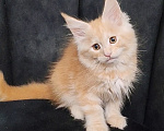 Кошки в Люберцах: Котёнок мейн-кун 🐱 рыжий Мальчик, 60 000 руб. - фото 3