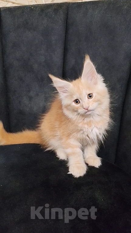Кошки в Люберцах: Котёнок мейн-кун 🐱 рыжий Мальчик, 60 000 руб. - фото 3