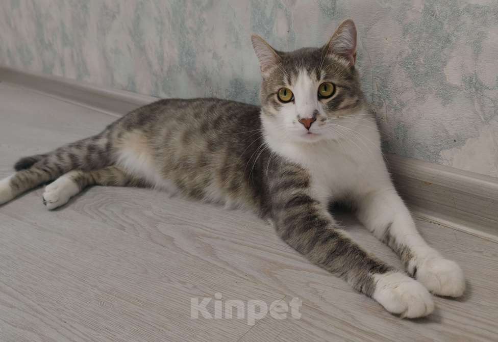 Кошки в Уфе: Очаровательный Филя Мальчик, 500 руб. - фото 3