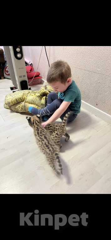 Кошки в Москве: Котенок саванна Мальчик, 190 000 руб. - фото 3