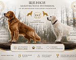 Собаки в Красноярске: 🏆 Щенки золотистого ретривера от Чемпиона России Мальчик, 60 000 руб. - фото 7