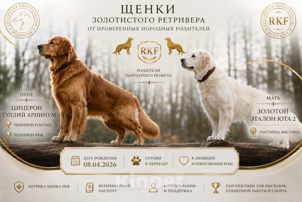 Собаки в Красноярске: 🏆 Щенки золотистого ретривера от Чемпиона России Мальчик, 60 000 руб. - фото 7