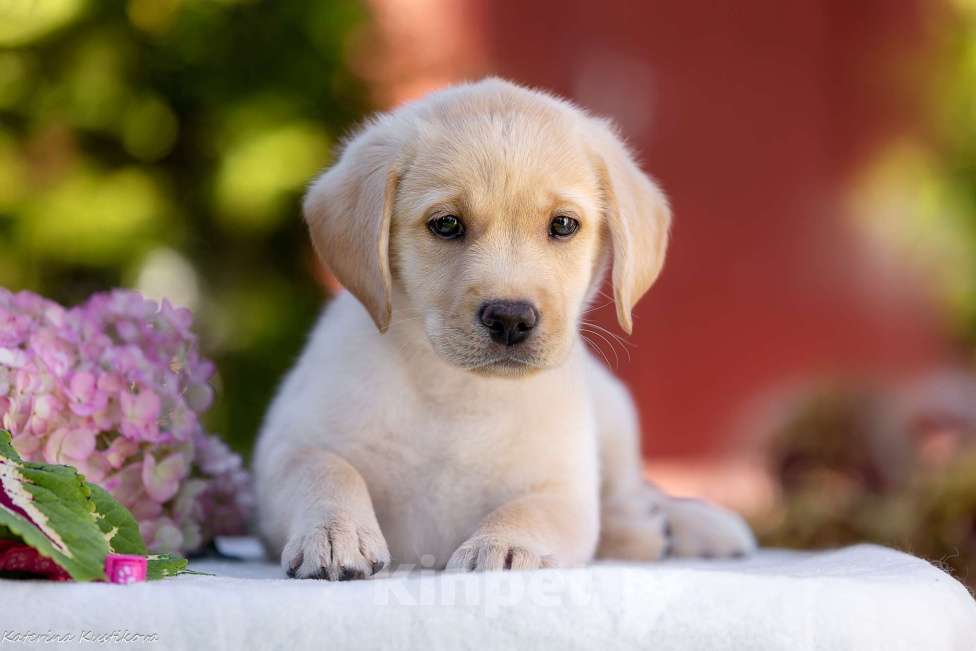 Собаки в Москве: Палевый щенок лабрадора  Девочка, 100 000 руб. - фото 5