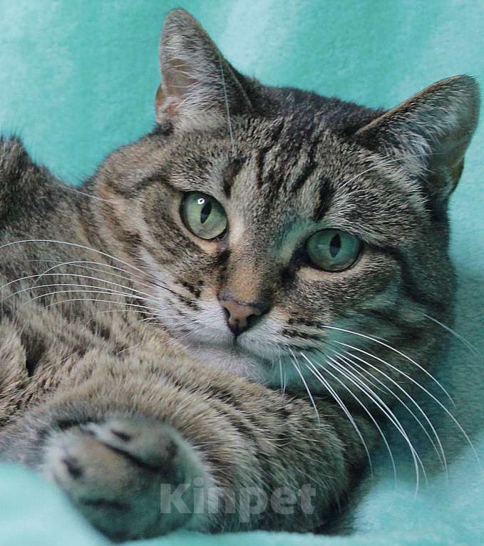 Кошки в Москве: 4 из 6: кошка в добрые руки  Девочка, Бесплатно - фото 7