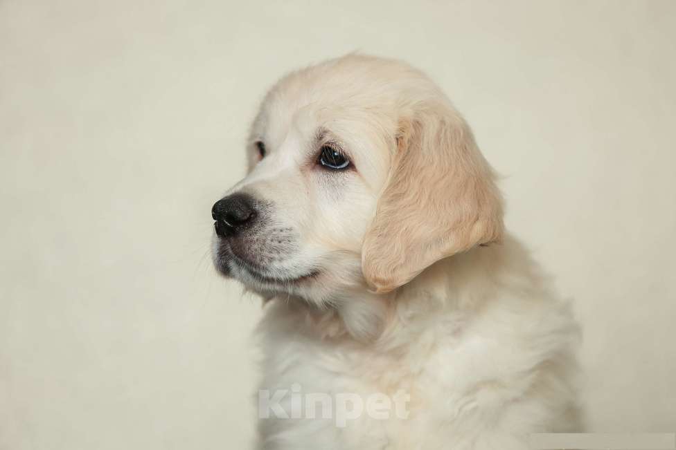 Собаки в Воронеже: Щенки золотистого ретривера Мальчик, 60 000 руб. - фото 1