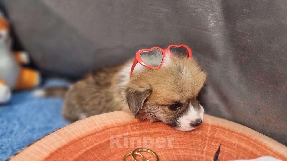 Собаки в Москве: Элитный щенок Мальчик, 85 000 руб. - фото 4