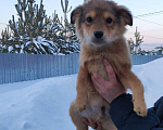 Собаки в Ижевске: Ищу хозяев Мальчик, Бесплатно - фото 1