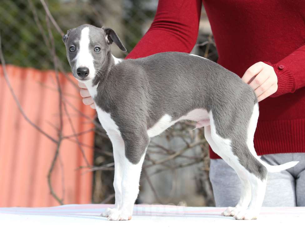 Собаки в Москве: Голубой щеночек уиппет Мальчик, Бесплатно - фото 2
