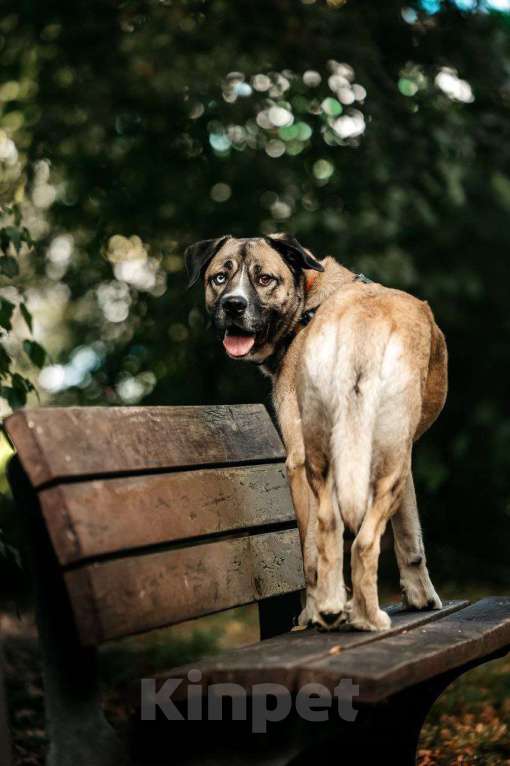 Собаки в Москве: Жизнерадостный Джек в поисках дома Мальчик, Бесплатно - фото 3