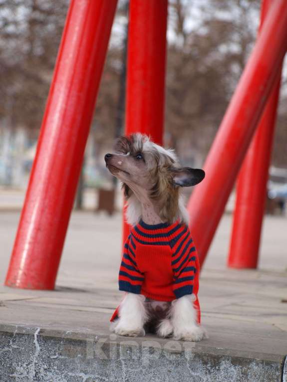 Собаки в Липецке: Небольшой голый мальчик Мальчик, 50 000 руб. - фото 7