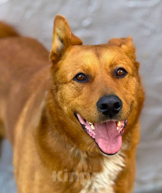 Собаки в Пушкино: Рыжий ищет дом Мальчик, Бесплатно - фото 5