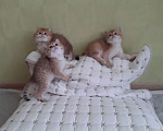 Кошки в Краснодаре: Котята Золотой шиншиллы Мальчик, Бесплатно - фото 3
