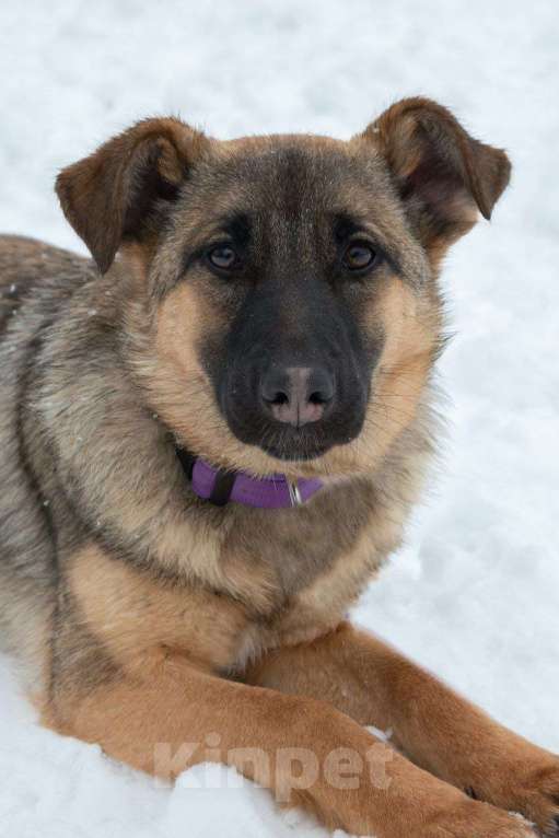 Собаки в Москве: Опал и её близняшки и братик ищут дом, 5 мес. Девочка, Бесплатно - фото 4