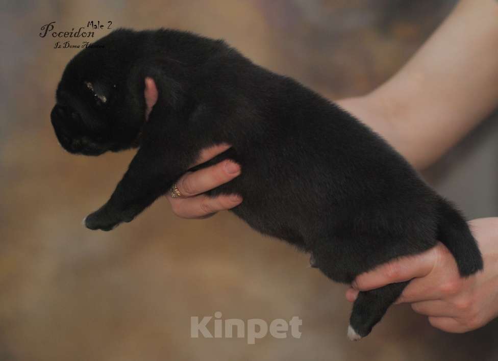 Собаки в Москве: Черный щенок сао Мальчик, 50 000 руб. - фото 2