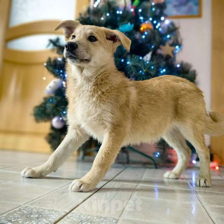 Собаки в Санкт-Петербурге: Щенок девочка в добрые руки! Девочка, Бесплатно - фото 4