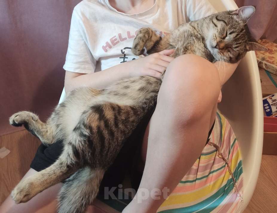 Кошки в Москве: Отдадим в добрые руки Мальчик, Бесплатно - фото 5