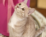 Кошки в Красноярске: 🆘ПОТЕРЯЛСЯ КОТИК! 🐈  Мальчик, 10 000 руб. - фото 9