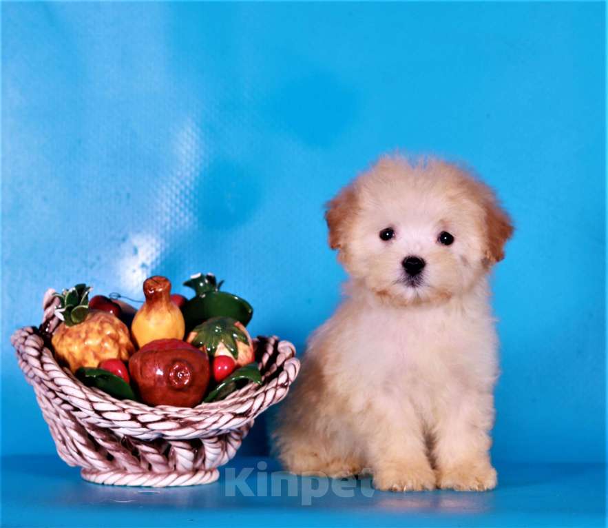 Собаки в Москве: мальтипу Ф1 щенки Мальчик, 80 000 руб. - фото 4