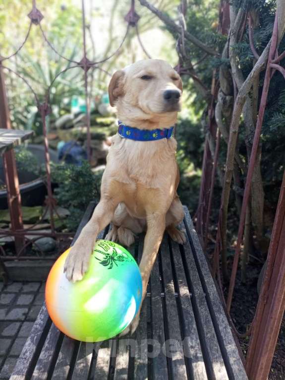 Собаки в Москве: Собачка ждёт своего друга Девочка, Бесплатно - фото 2