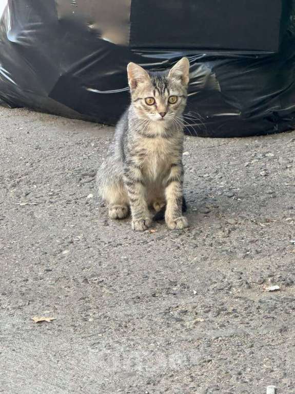 Кошки в Москве: Ищут дом трое котят. Мальчик, Бесплатно - фото 3