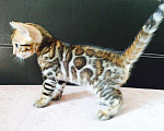 Кошки в Ноябрьске: Шикарные минилеопардики, 70 000 руб. - фото 3