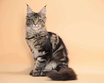 Кошки в Колпашево: Котята мейн-кун, 12 000 руб. - фото 2