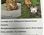 Кошки в Перми: Потерялась молоденькая кошечка на юбилейном  Девочка, 10 000 руб. - фото 1