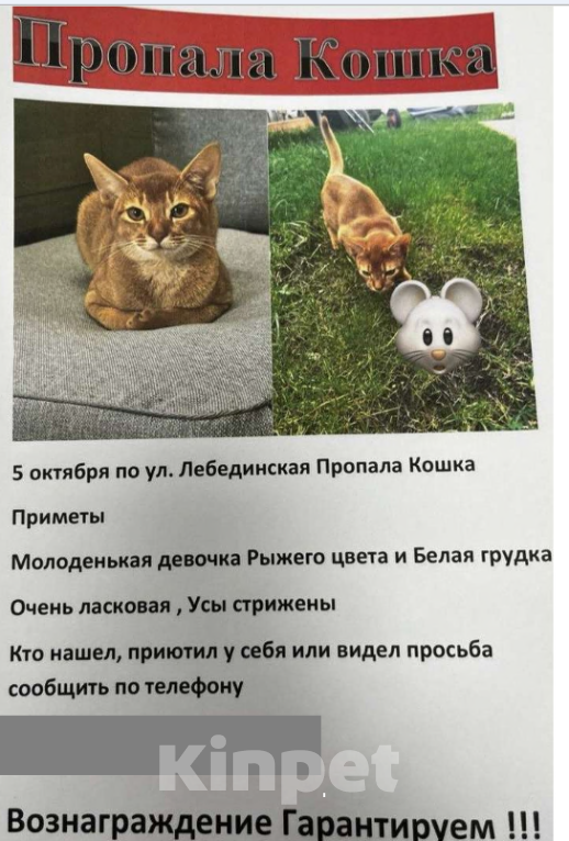 Кошки в Перми: Потерялась молоденькая кошечка на юбилейном  Девочка, 10 000 руб. - фото 1