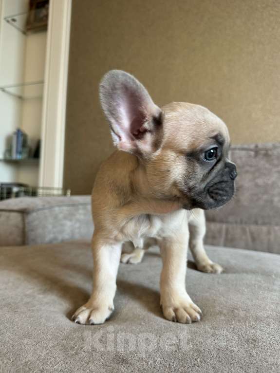 Собаки в Москве: Французский бульдог  Мальчик, 80 000 руб. - фото 4