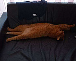 Кошки в Похвистнево: Потерялся рыжий кот! ПОХВИСТНЕВО Мальчик, 1 руб. - фото 3