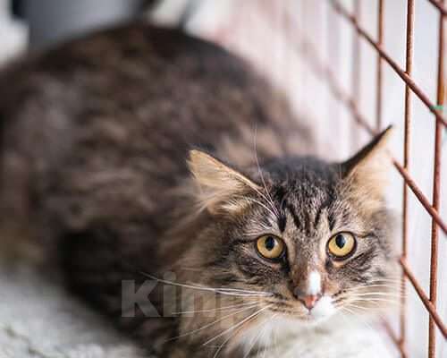 Кошки в Москве: Скубб Девочка, Бесплатно - фото 4