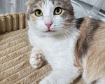 Кошки в Москве: Вислоухая кошечка ищет дом Девочка, Бесплатно - фото 1