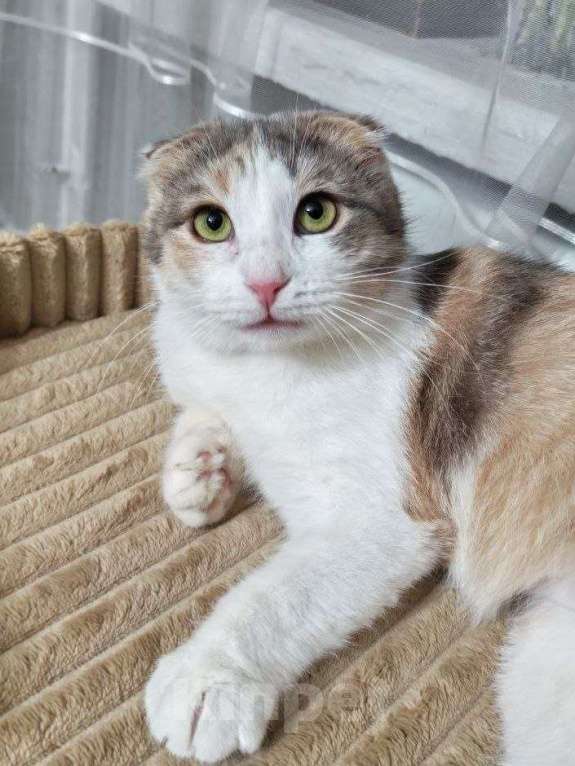 Кошки в Москве: Вислоухая кошечка ищет дом Девочка, Бесплатно - фото 1