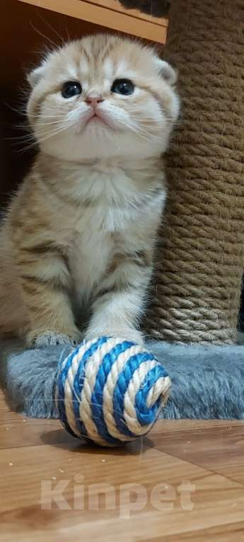 Кошки в Санкт-Петербурге: Шотландский вислоухй Мальчик, 30 000 руб. - фото 7