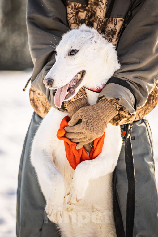Собаки в Клине: Ванда — энергичная собачка Девочка, Бесплатно - фото 6