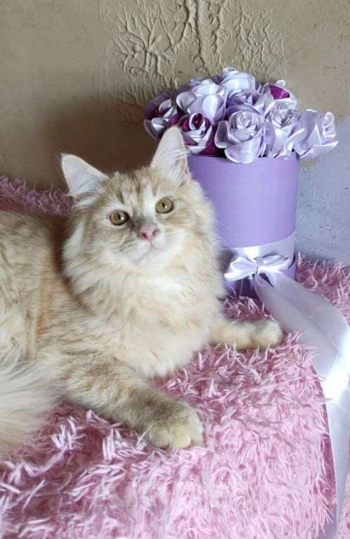 Кошки в Новосибирске: ♂️ Jinger Мальчик, 50 000 руб. - фото 2