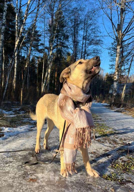 Собаки в других городах Московской области: Щенок в добрые руки  Мальчик, Бесплатно - фото 4