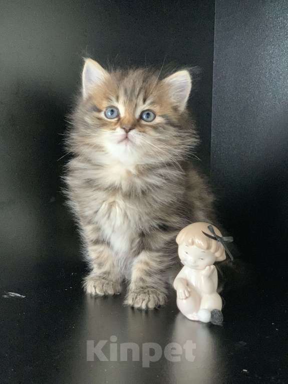 Кошки в Перми: Сибирские котята Мальчик, 45 000 руб. - фото 5