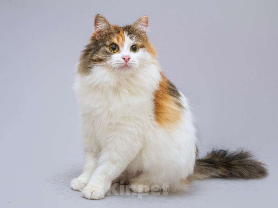 Кошки в Москве: Трёхцветная пушистая красавица Липа в добрые руки Девочка, Бесплатно - фото 2