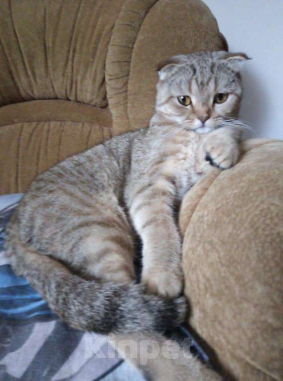Кошки в Малмыже: Кошечка стерилизована., 10 руб. - фото 1