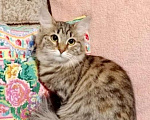Кошки в Москве: Подрощенный котёнок-девочка в дар Девочка, Бесплатно - фото 1