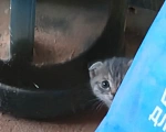 Кошки в Лобне: Отдам в добрые руки породистых котят за символическую плату Разнополые, 1 000 руб. - фото 8