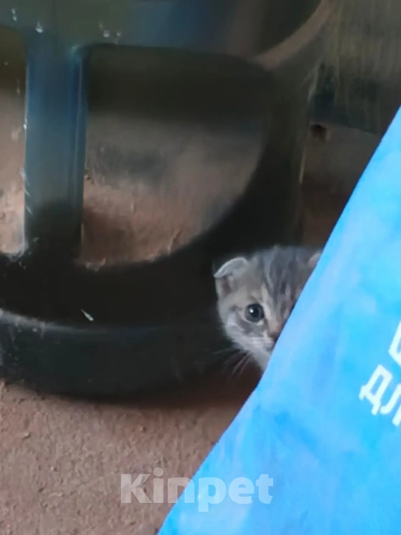 Кошки в Лобне: Отдам в добрые руки породистых котят за символическую плату Разнополые, 1 000 руб. - фото 8